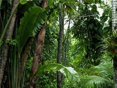库仑达热带雨林