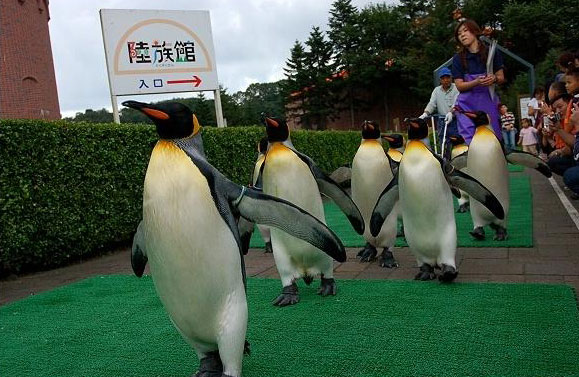 欢乐登别尼克斯海洋公园