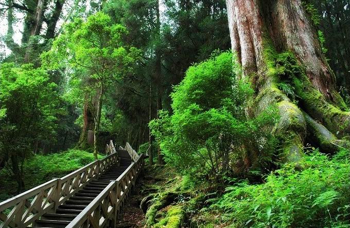 阿里山森林游乐区